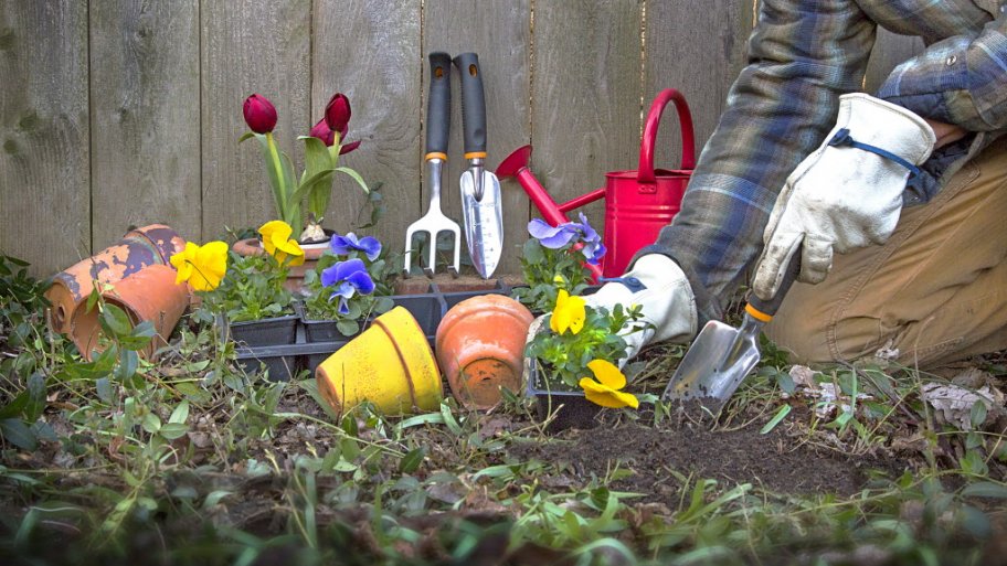 Gardener planting pansies in a flower bed. Gardener working in flower bed at base of a privacy fence with spade, cultivator and flowerpots.